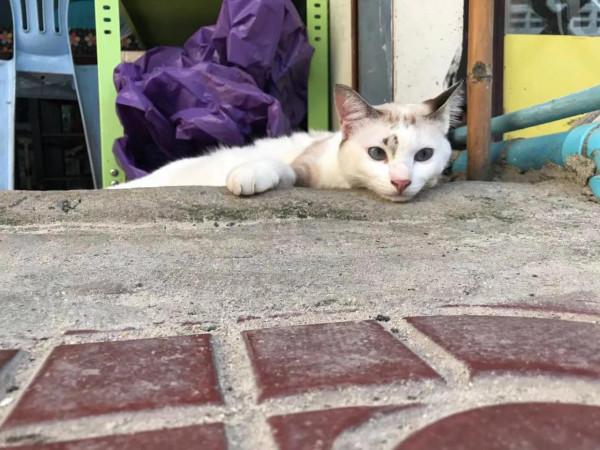 暹羅的精靈——泰國擼貓之旅