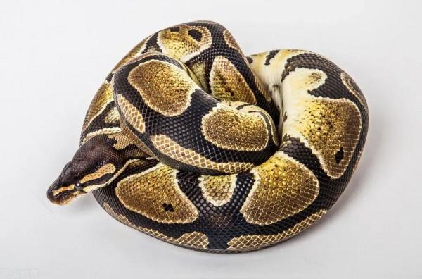 家蛇為什麼不能打？家裡進蛇如何處理？