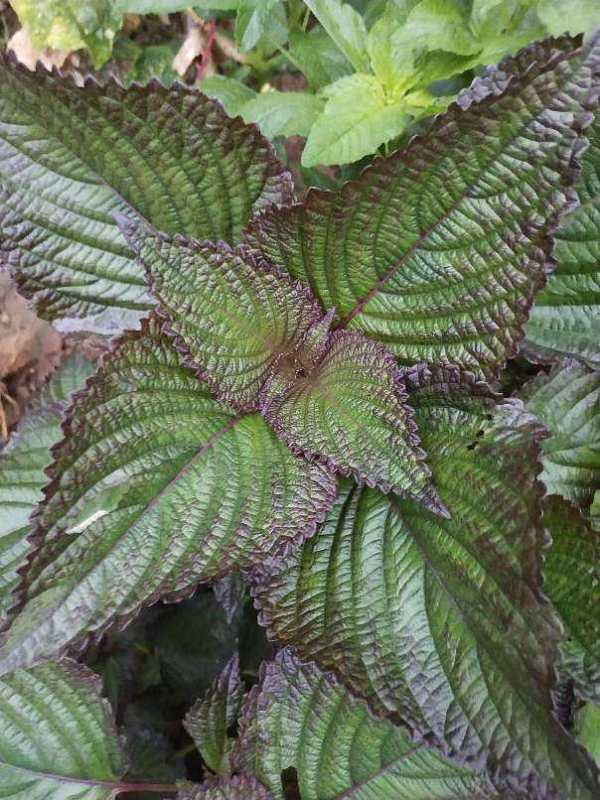 廚房還能養花，這5种放在廚房裡，香味飄滿屋