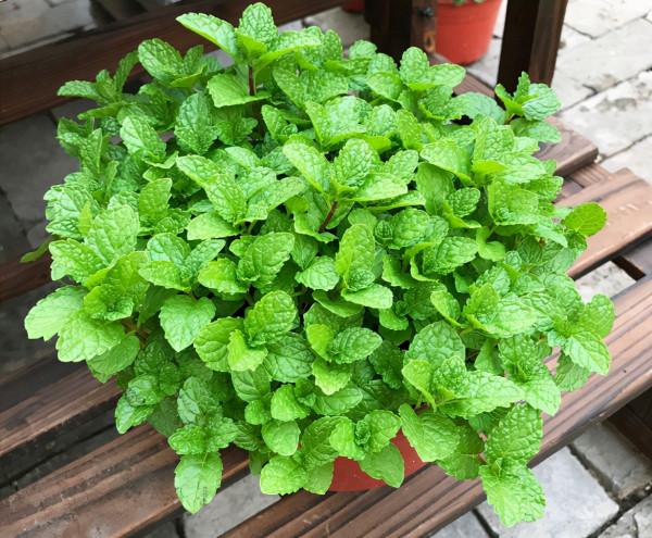 睡覺有“失眠”的毛病,往臥室養上“4類花”,就不用再擔心了 睡覺有“失眠”的毛病,往臥室養上“4類花”,就不用再擔心了