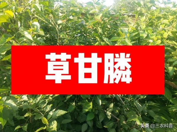 慎用:風靡全球50年的“農藥之王”草甘膦可別亂用,後果嚴重 慎用:風靡全球50年的“農藥之王”草甘膦可別亂用,後果嚴重