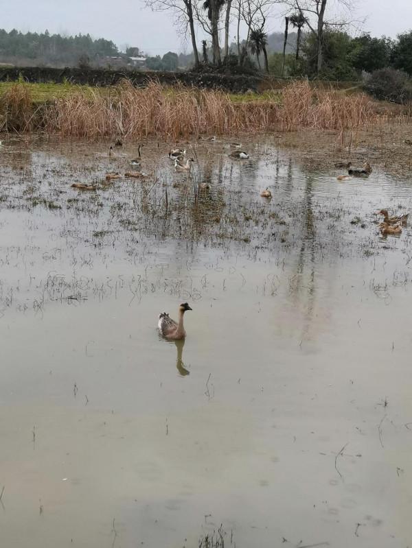 外婆家的可愛鴨鴨