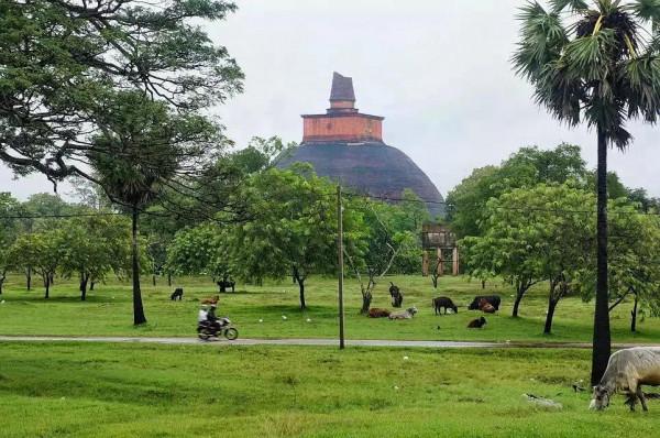 斯里蘭卡--回味無窮的青橄欖