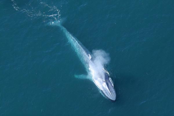 如果進化論是正確的,為什麼在海洋裡生存的鯨魚,沒有進化出鰓? 如果進化論是正確的,為什麼在海洋裡生存的鯨魚,沒有進化出鰓?