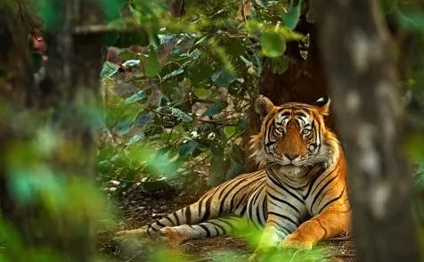 印度珍稀物種 | 有些貓，負責威武就夠了