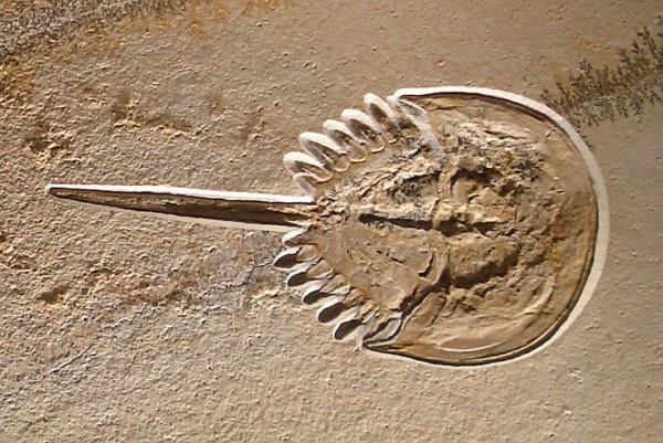 每升10萬！活了4.5億年的動物被人類瘋狂抽血，每年死亡11萬隻