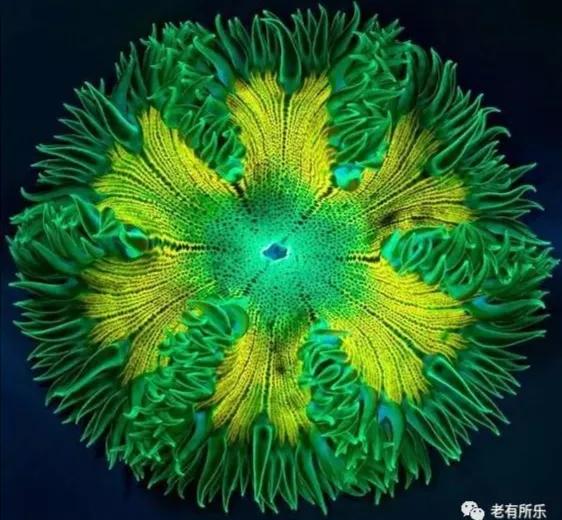 奇花異果有限公司年會（近百位奇花異果參加了本次年會）