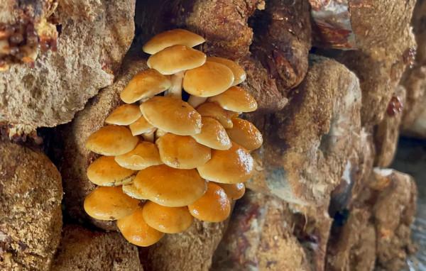 吉林記憶：一盤麻辣豆腐開啟餐飲文化，簡單飯菜卻是最深刻的印象