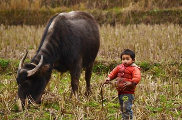 2014年，廣西一男孩靠吃野菜生存，母親卻因有苦衷未相認