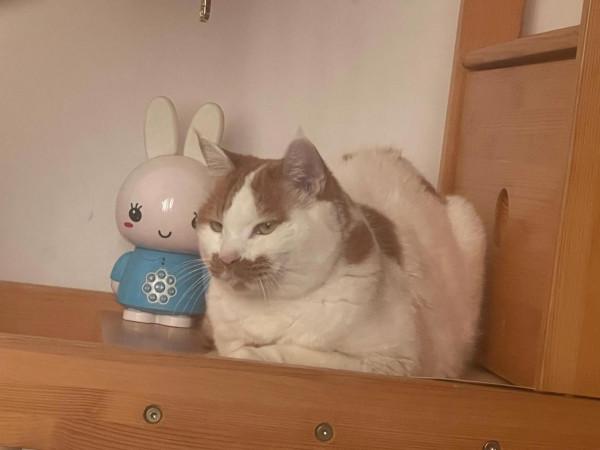 人心易變,寵物的心不變 人心易變,寵物的心不變