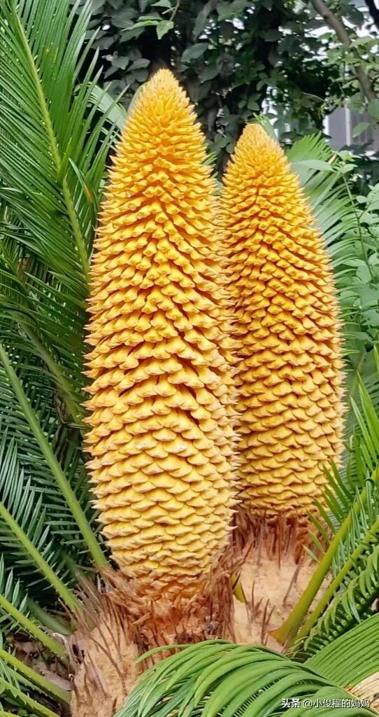 分享——鐵樹開花