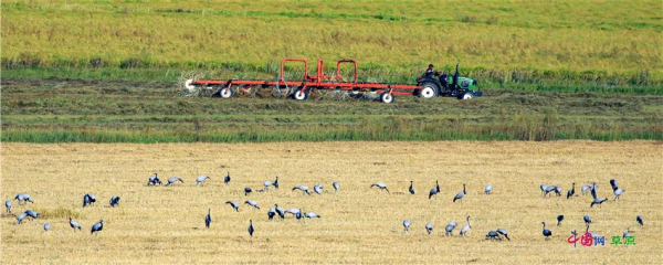 叮!請查收額侖草原秋日畫卷 叮!請查收額侖草原秋日畫卷