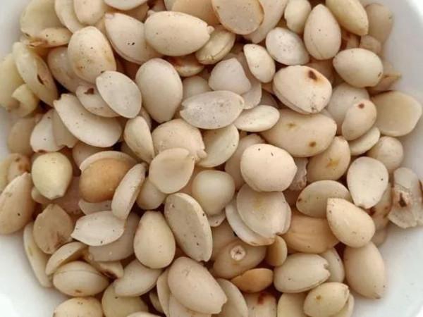 每天學習一味中藥——苦杏仁