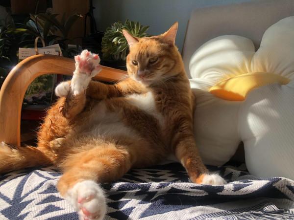 好心人士投餵流浪貓，發現一隻小喵骨骼驚奇，容貌英氣逼人