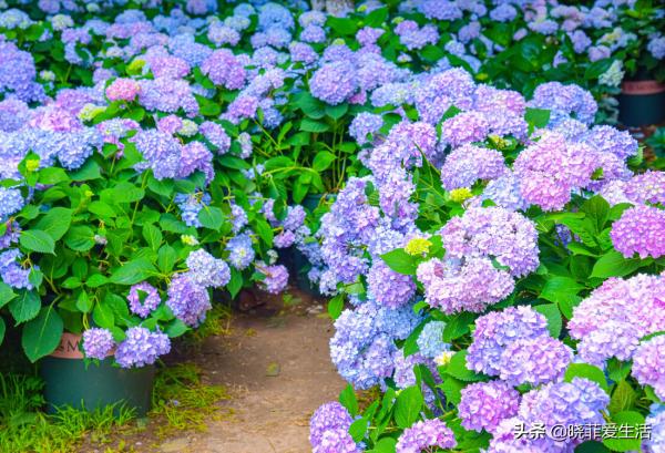 富貴吉祥慶中秋,花好月圓人團圓,5種“中秋花”,快來認識一下 富貴吉祥慶中秋,花好月圓人團圓,5種“中秋花”,快來認識一下