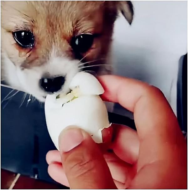 流浪狗幼崽被好心人收養,在第一次餵食雞蛋的時候,它流淚了 流浪狗幼崽被好心人收養,在第一次餵食雞蛋的時候,它流淚了
