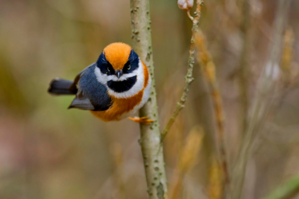 張飛、竇爾敦投胎成鳥兒了?這兩種鳥長得好像川劇臉譜的人 張飛、竇爾敦投胎成鳥兒了?這兩種鳥長得好像川劇臉譜的人
