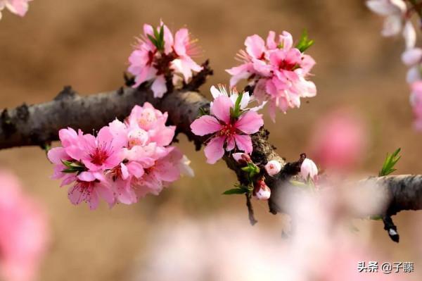 七律 十里桃花酒