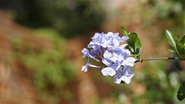 圖組丨踏著春光，迎接彌勒春暖花開