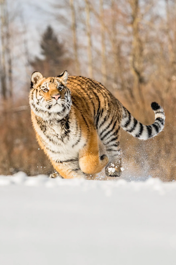 &quot&semi;meng&quot&semi;虎出山，虎年新春帶你看老虎的前世今生