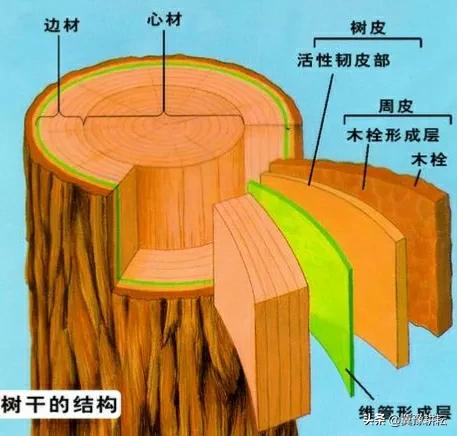 俗話說：“果樹割一刀，產量翻倍高”，是何道理？啥時候割好？