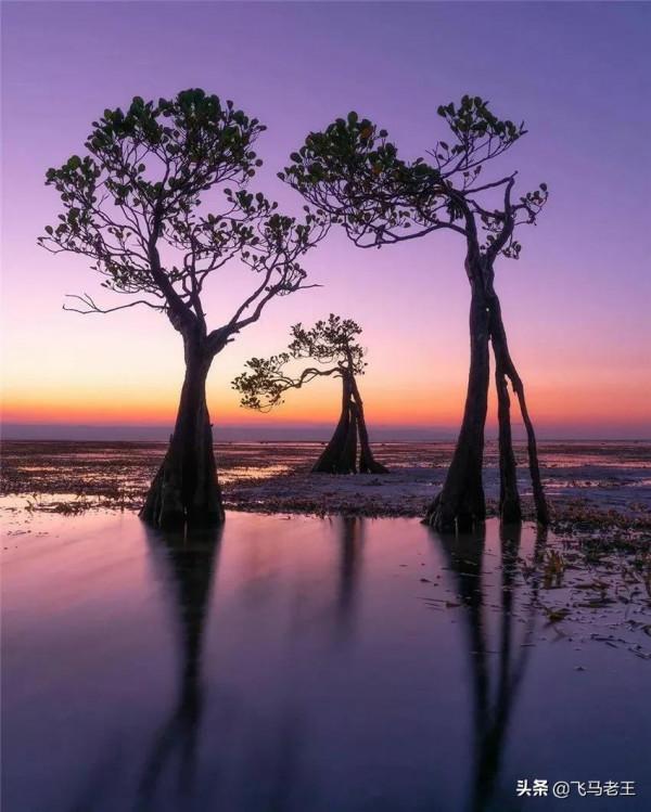 美景：松巴島東部沙灘上獨特的紅樹林和椰子樹