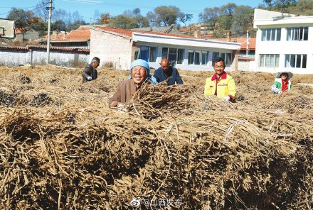 黃芪獲豐收 農民笑開顏