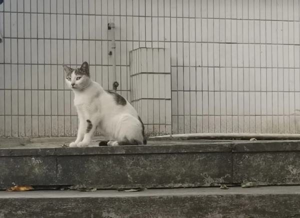 組圖：路邊的小動物（1）