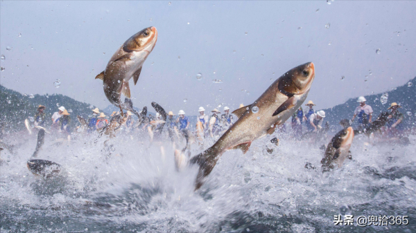 四川一男子在40年的水庫盤黑坑，意外收穫“米級”鰱鱅王，羨慕嗎