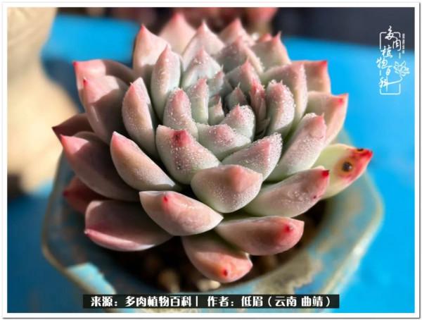 溫暖的多肉微語，陪你度過寒冷的聖誕平安夜！（2021）