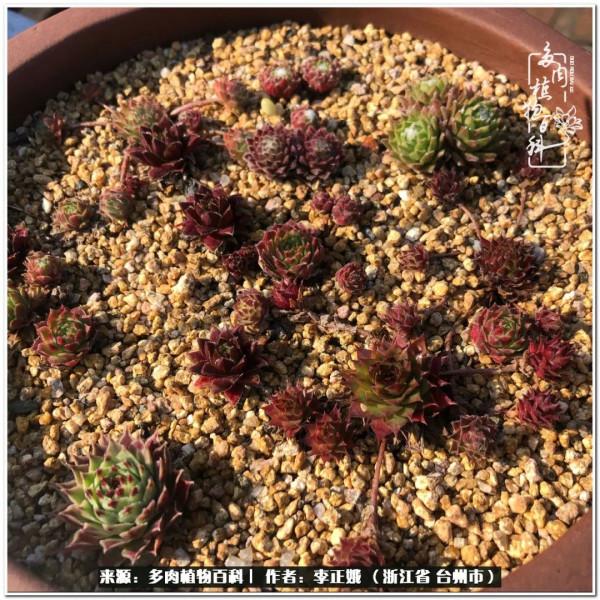 我的多肉，我的小世界