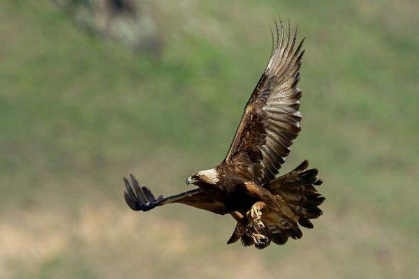 海陸空最快的八種動物，獵豹僅排第五，榜首1秒移動116米