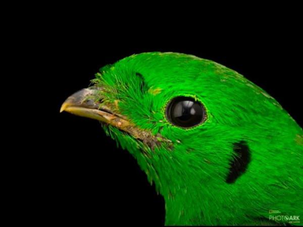 自帶笑臉的小綠鳥