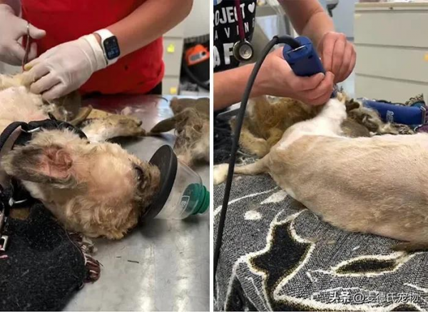 撿到一個小怪獸，脫掉6斤“外套”後，才發現它原本可以那麼美