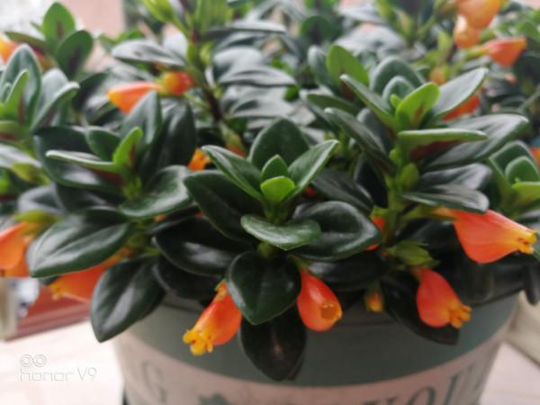 34種常見花草耐凍極限溫度，哪些該搬到室內養，一清二楚