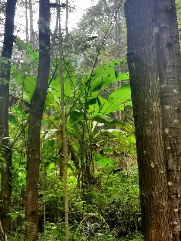 細雨徒步登劍門 細雨徒步登劍門