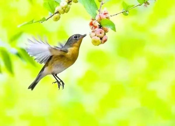 分享圖片&mdash;&mdash;美麗彩色小鳥集錦