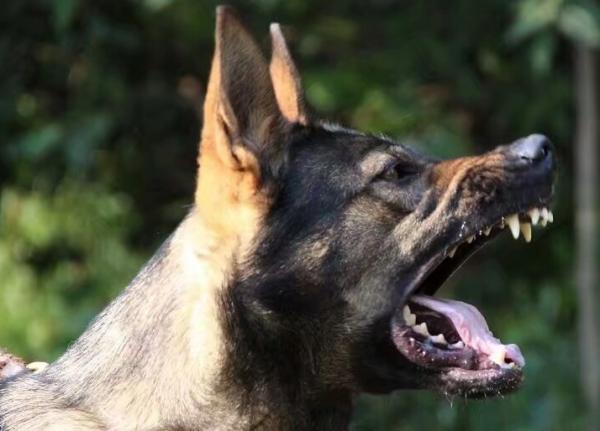 昆明犬這麼優秀,難怪那麼多人喜歡 昆明犬這麼優秀,難怪那麼多人喜歡