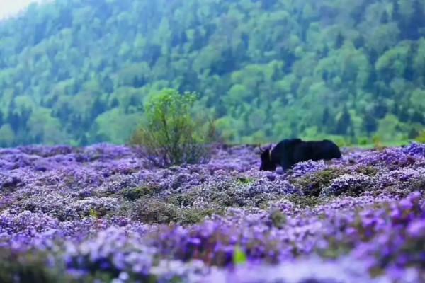 為什麼要去香格里拉
