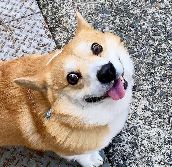 日本網友分享萌寵柯基的日常，每一張曬圖都堪稱行走的表情包