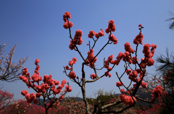 冬天的京都，去這些地方玩會更有趣