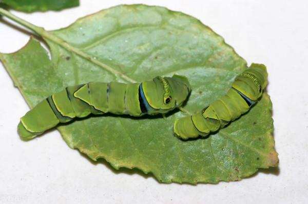 萌萌的大眼蟲子——柑橘鳳蝶