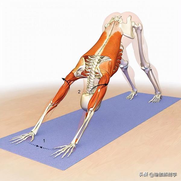 練瑜伽,為什麼瑜伽老師總是要你“大臂外旋” 練瑜伽,為什麼瑜伽老師總是要你“大臂外旋”