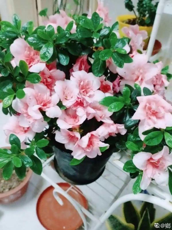 黃葉、落葉、爛根…夏天的杜鵑,太難養了 黃葉、落葉、爛根…夏天的杜鵑,太難養了