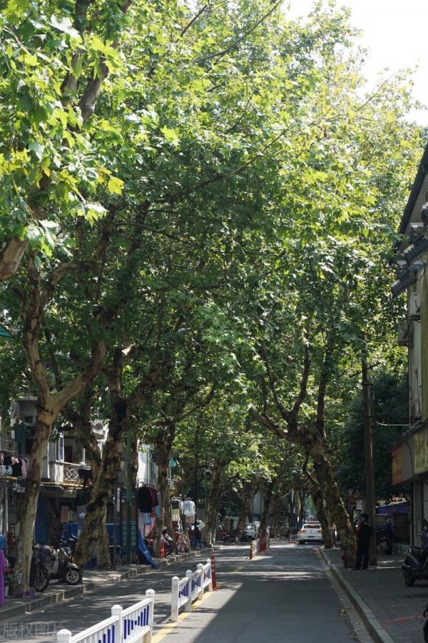 酸湯麵葉(短篇小說) 酸湯麵葉(短篇小說)