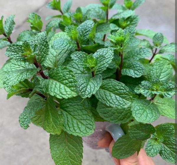 5種觀賞植物別地栽，繁殖能力太強，容易氾濫，不好清理