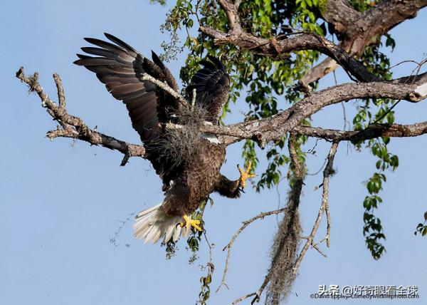 BBC評選結果出來了，2021最佳動物喜劇演員登場……