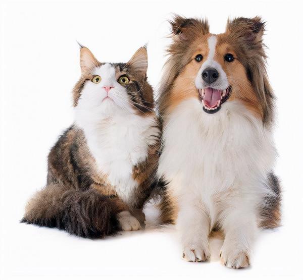 喵喵和汪汪的生存哲學 喵喵和汪汪的生存哲學