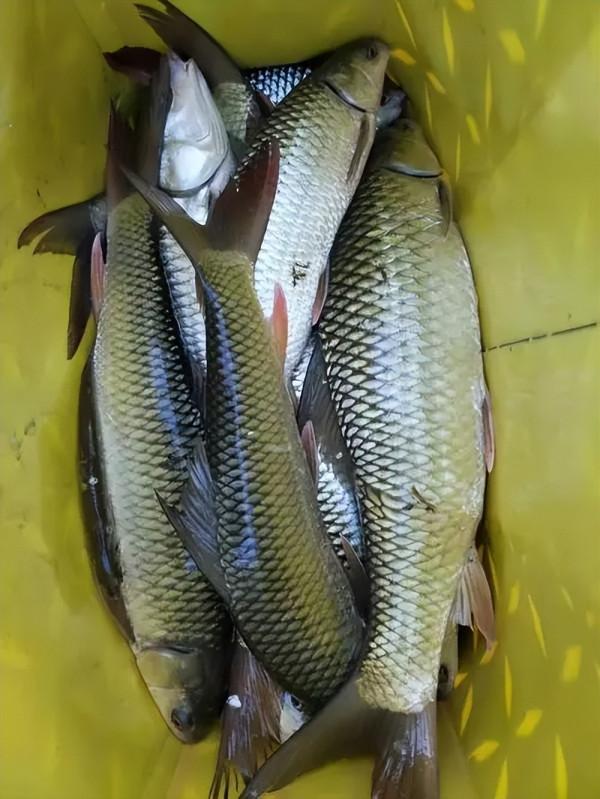 入侵我國最成功的物種？南方水域繁衍40年，有人卻誤以為它是草魚