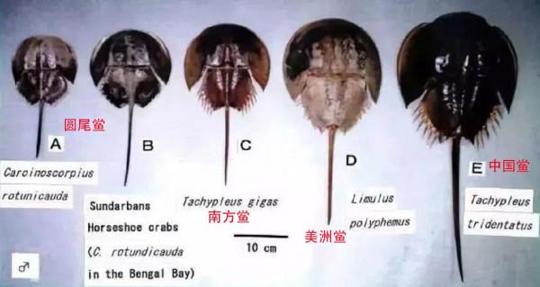 鱟:活了4億年,藍色血液比黃金還貴!被人綁著抽血還吃到瀕危? 鱟:活了4億年,藍色血液比黃金還貴!被人綁著抽血還吃到瀕危?